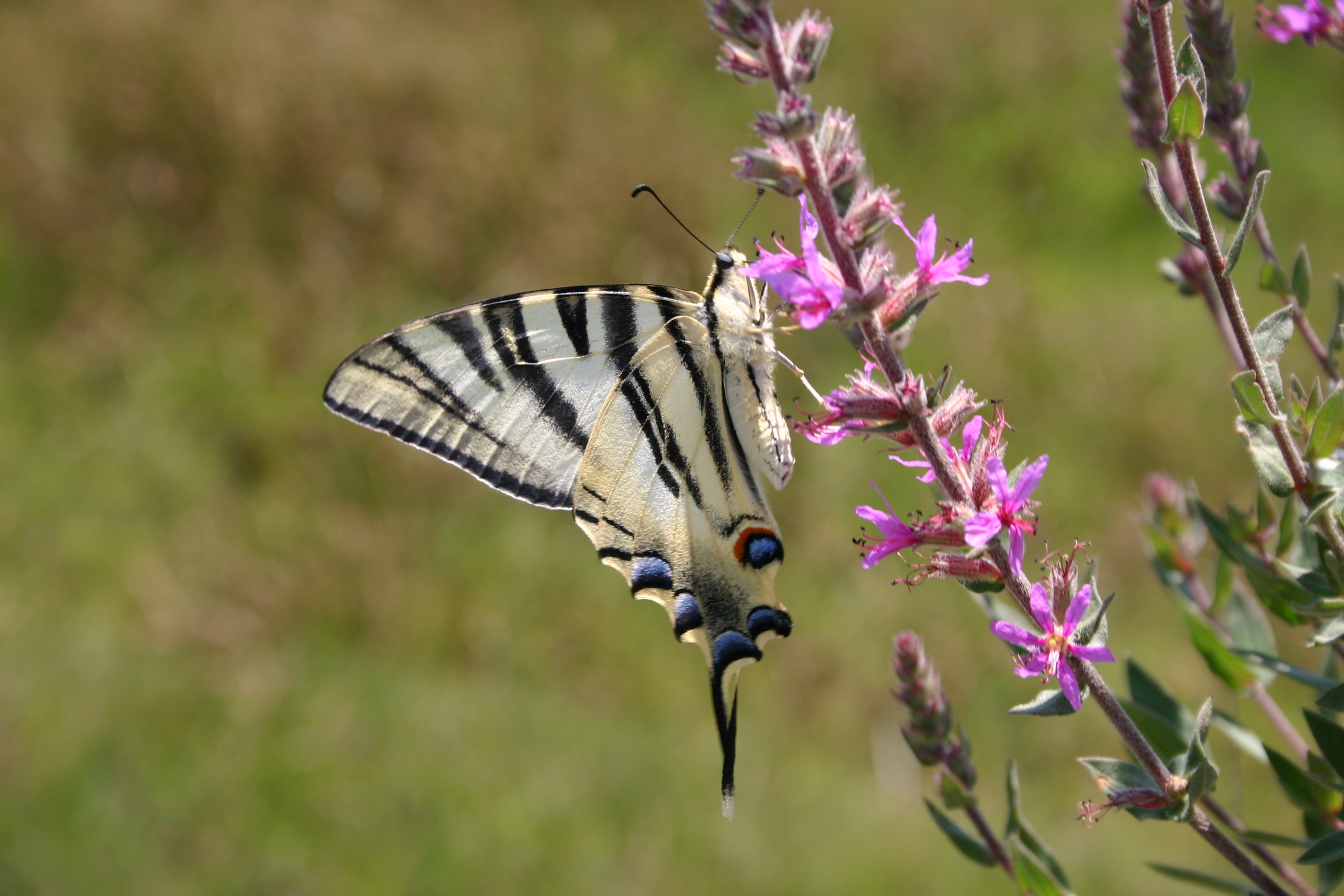 Borboleta-zebra