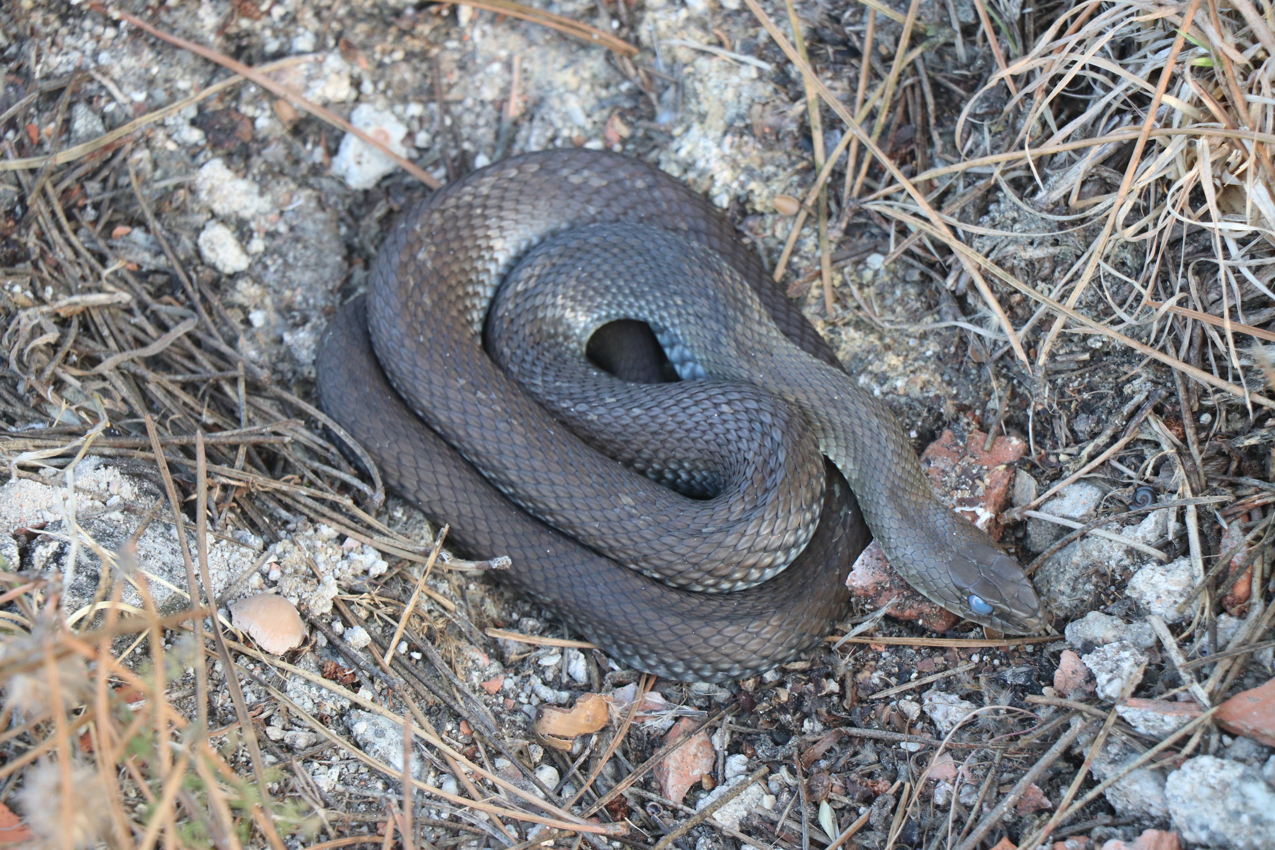 Cobra-rateira