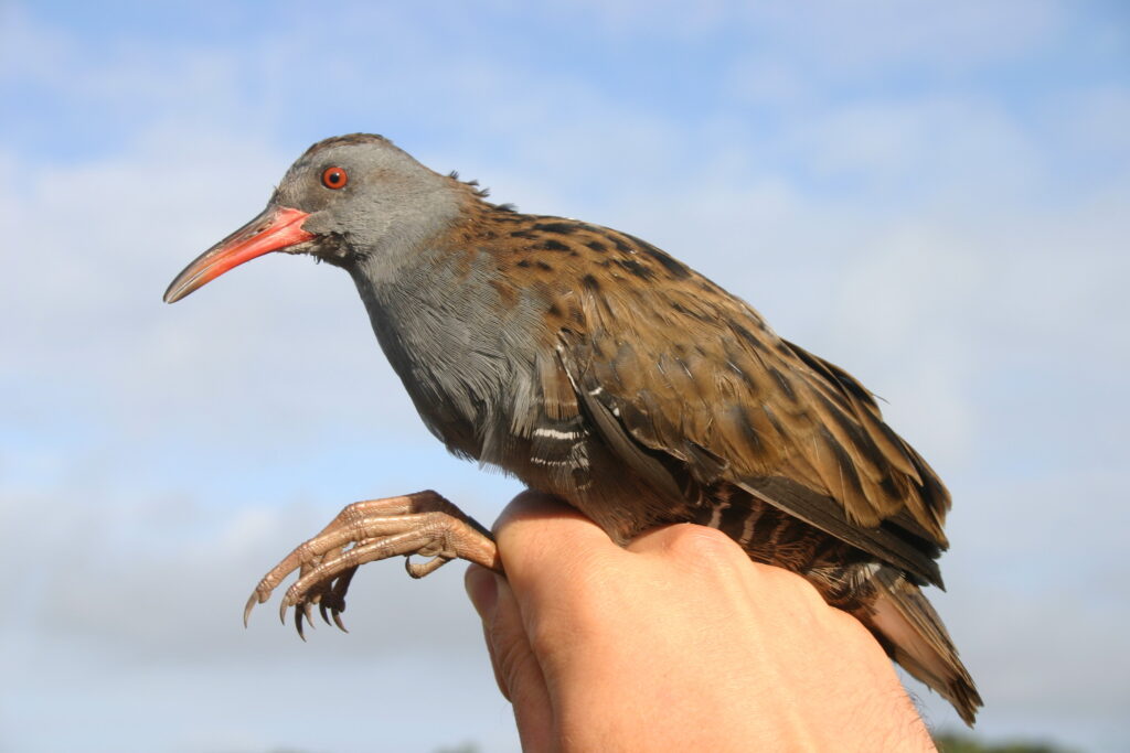 Frango-de-água
