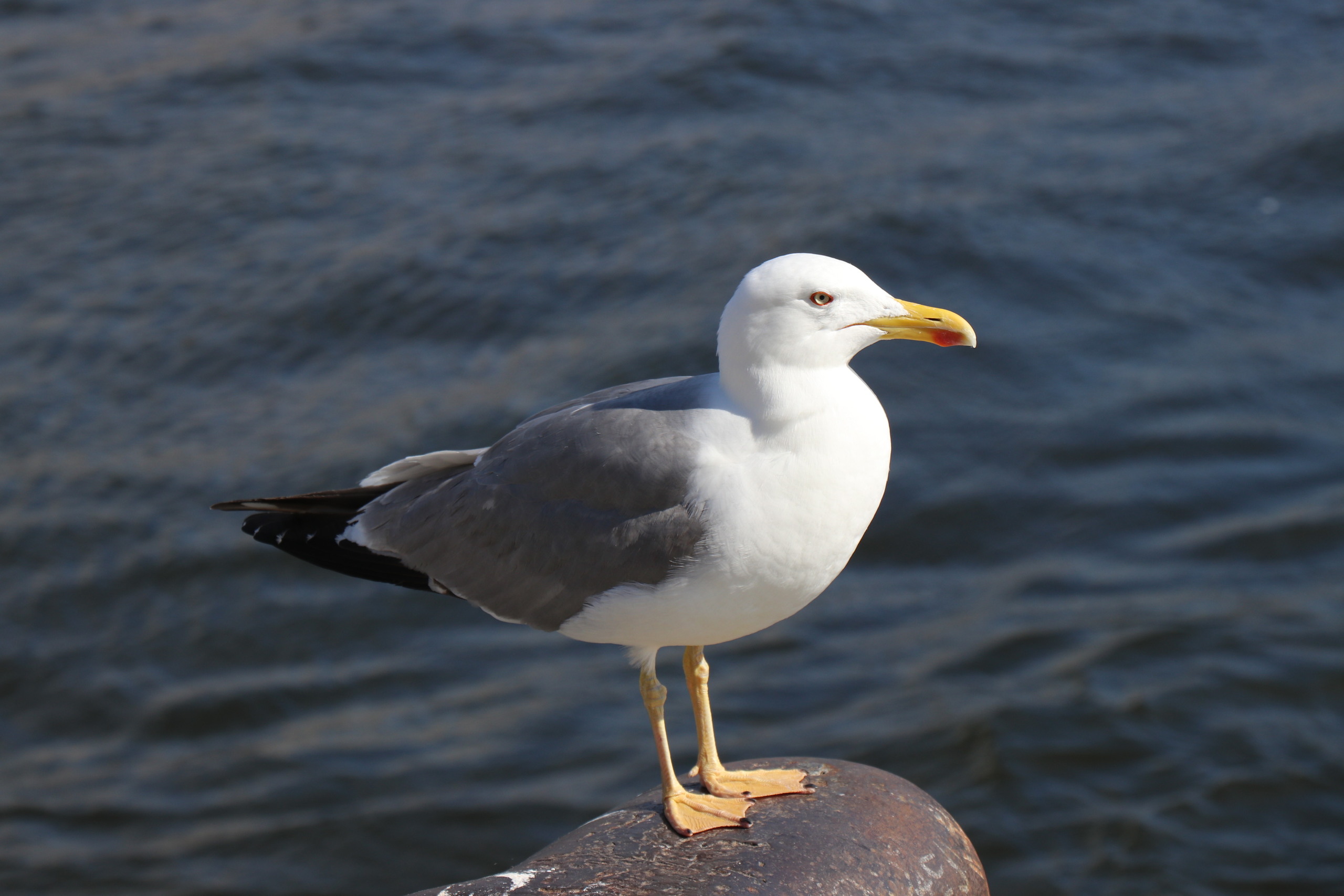 Gaivota-de-patas-amarelas2