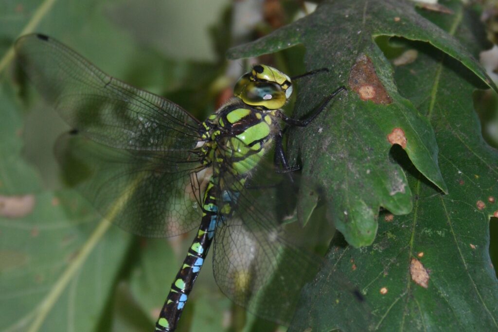 Insecto Ordem Odonata