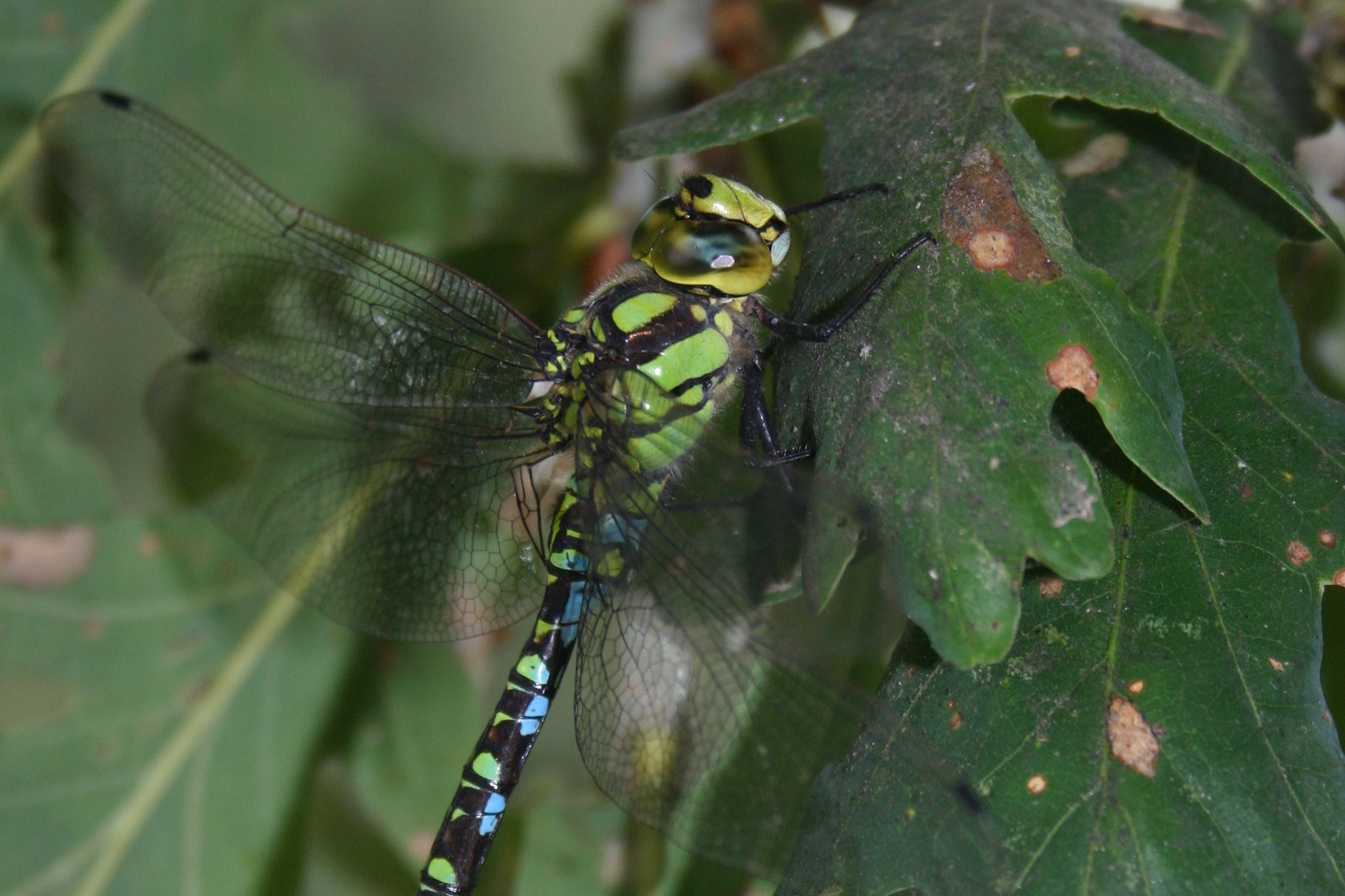 Insecto Ordem Odonata