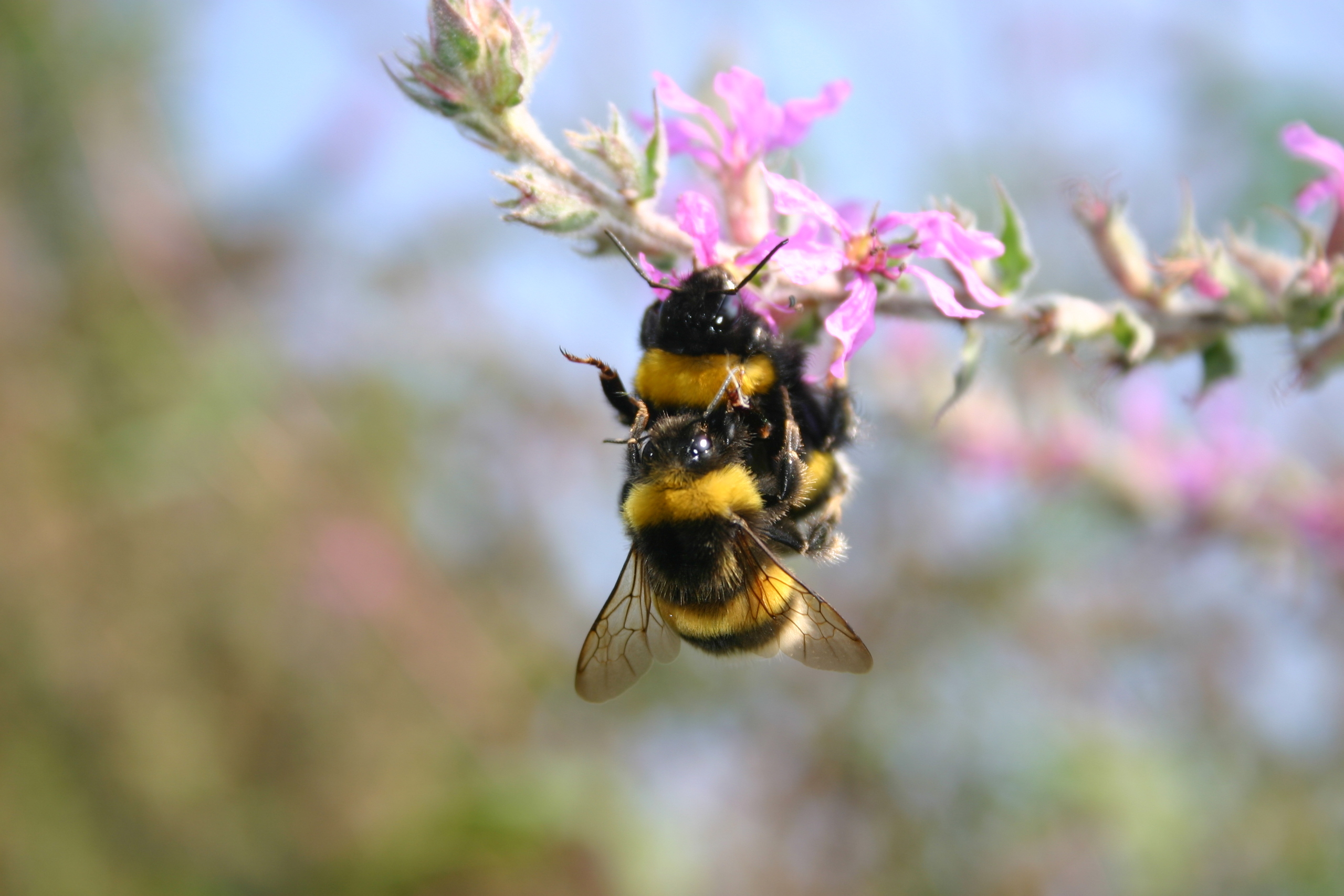 Insectos do Género Bombus