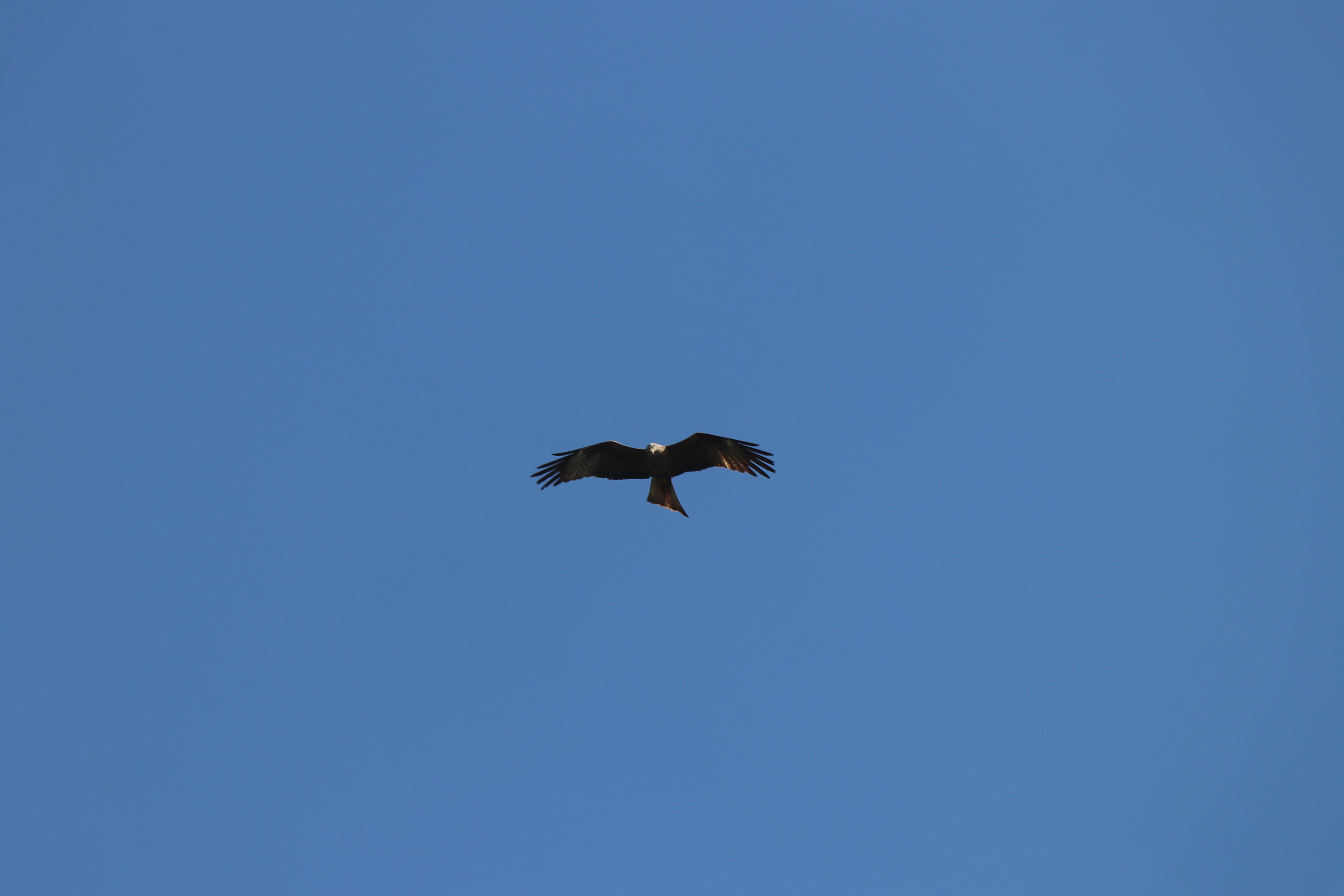 Milhafre-preto1
