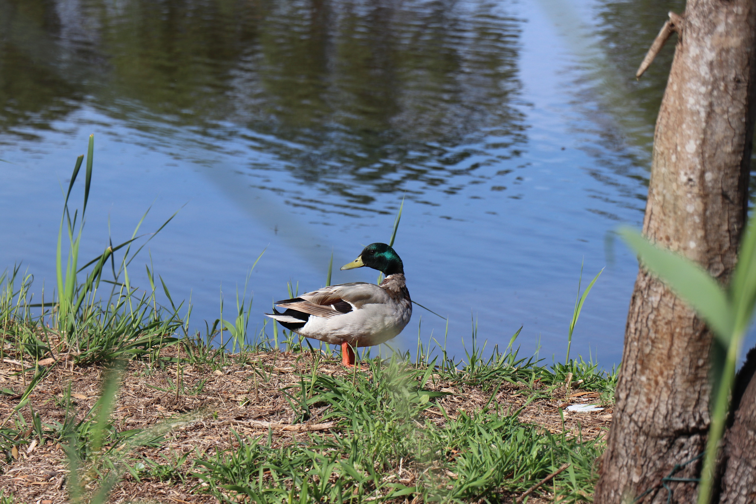 Pato-real macho 4