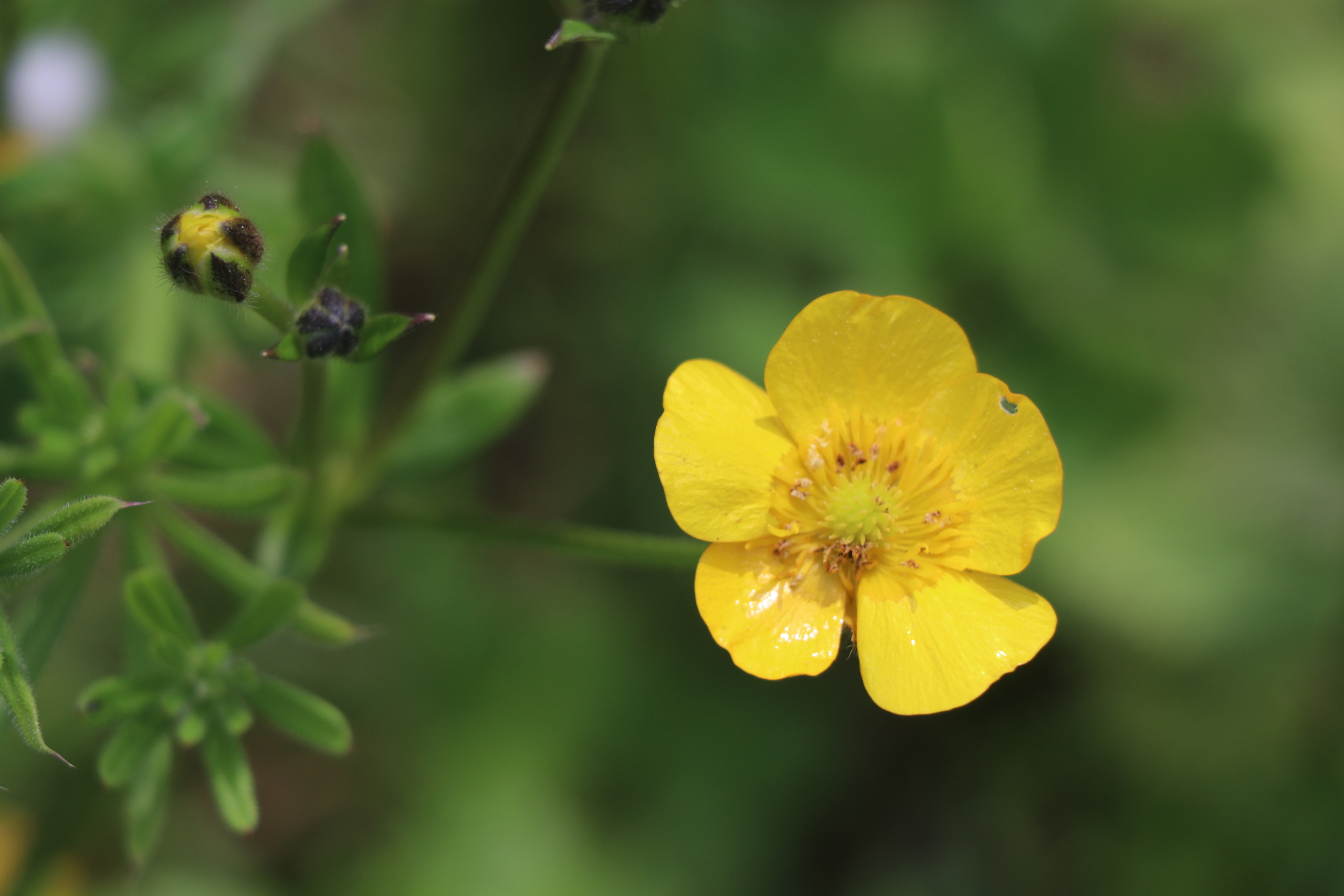 Ranunculus repens