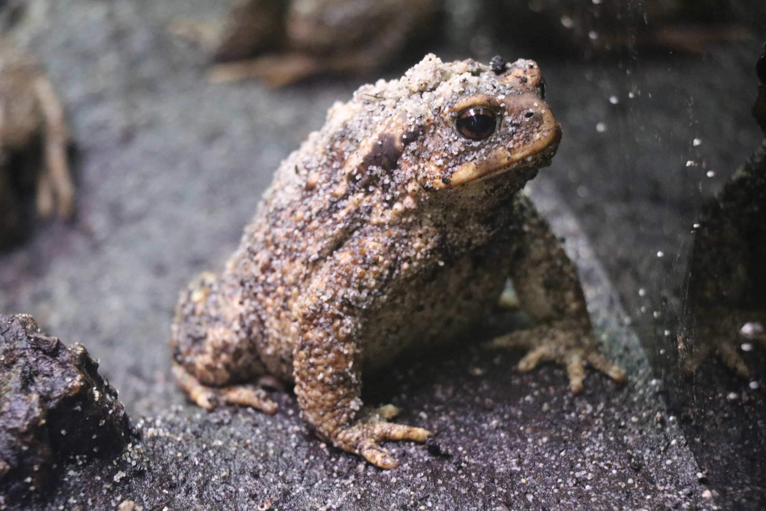 Sapo-comum