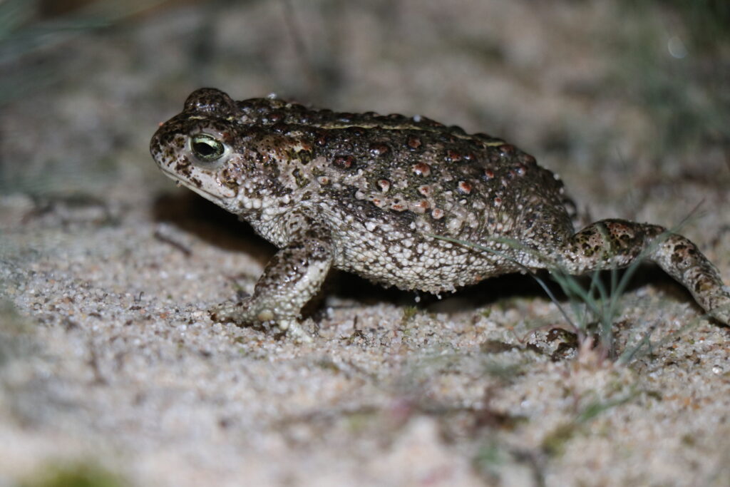 Sapo-comum2