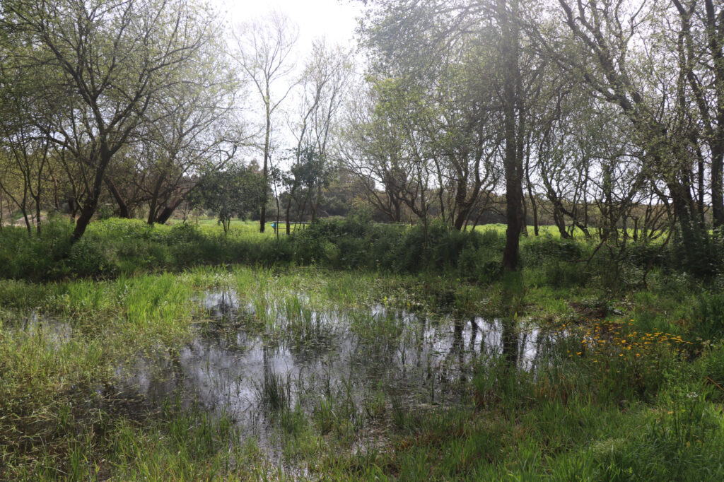 Charco Permanente1